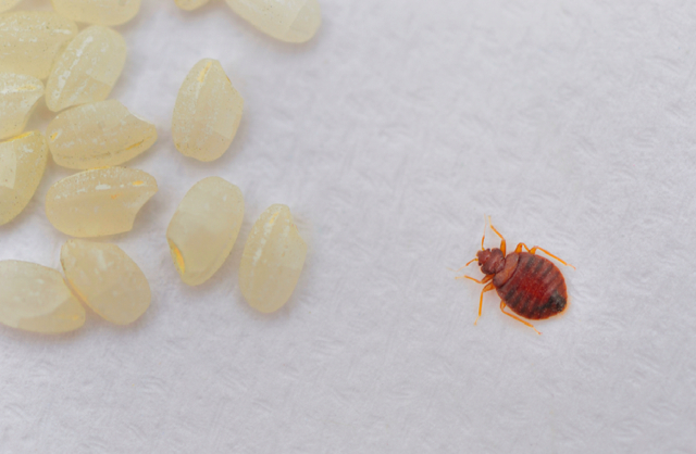 Bed Bug Eggs In HairBed Bug Relief | Bed Bug Relief