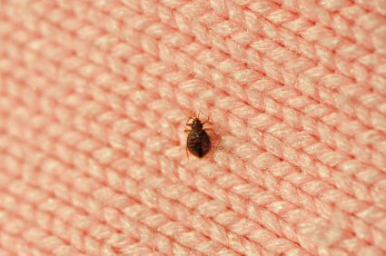 bed bug on clothing