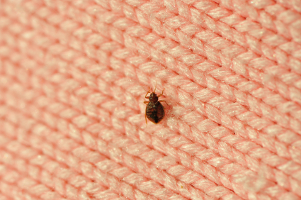 How do you freeze bed bugs to death?