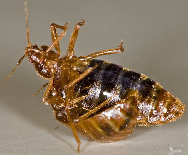 Bed Bug Photos, Clipart Images & Pics: What do Bed Bugs Look Like?