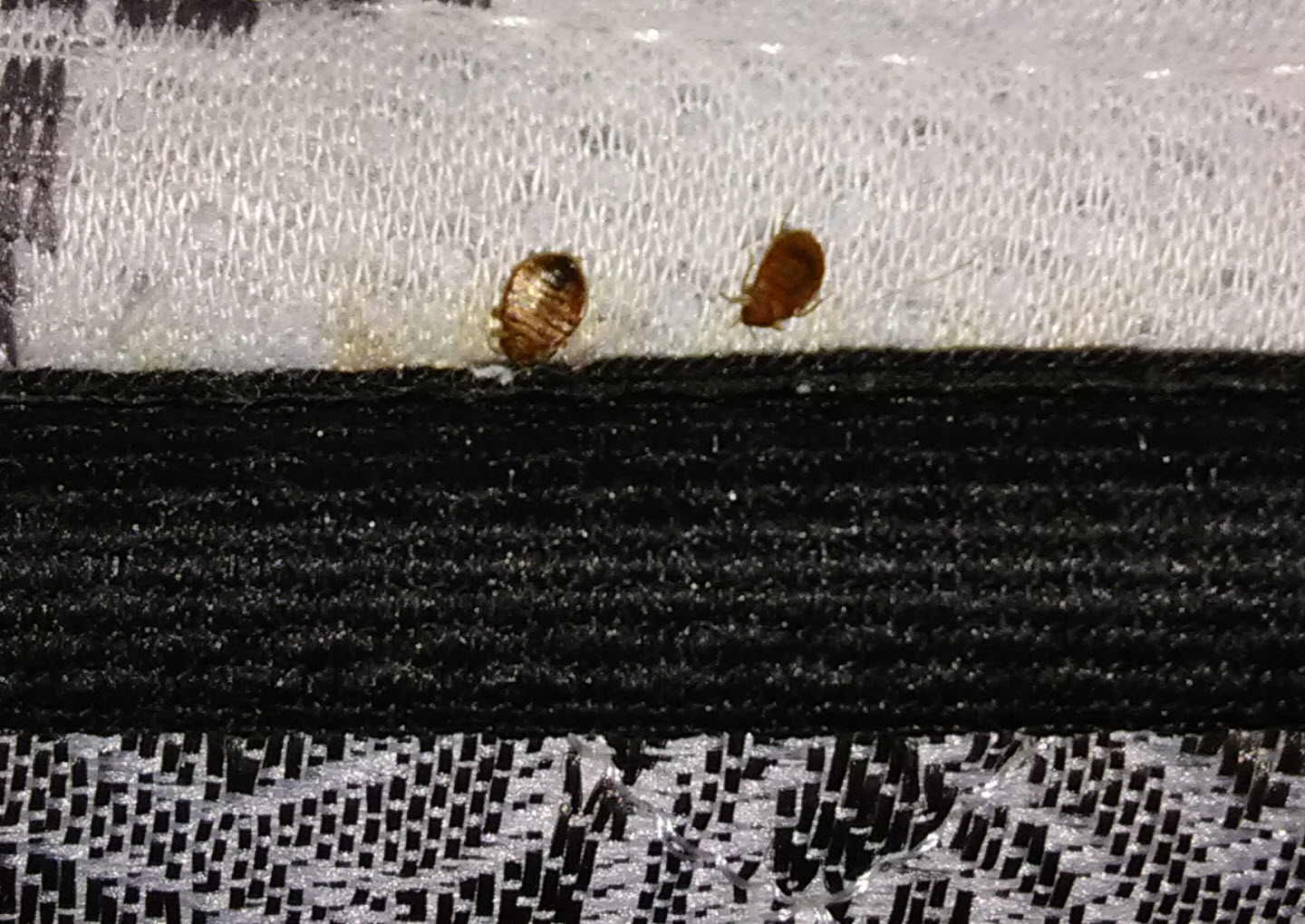 bed bug hiding on headboard.