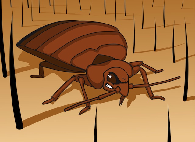 angry bed bug image.