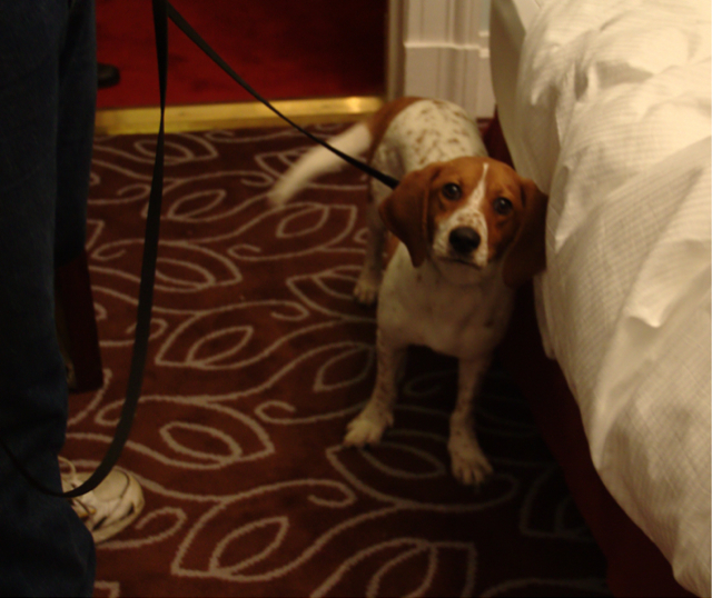 Bedbug Sniffing Dogs: Bed Bug Scent 