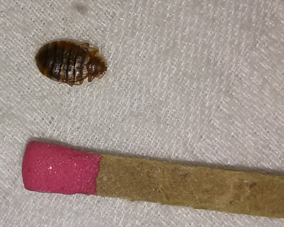 bed bug near a match.