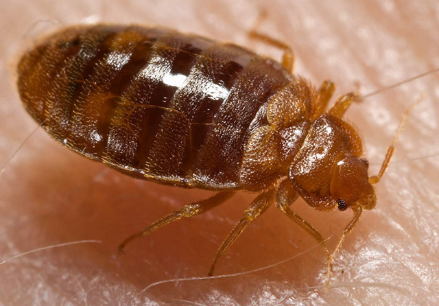 bed bug on skin.