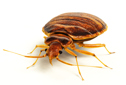 adult bed bug