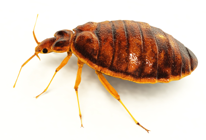 a bedbug