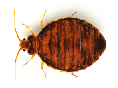 bed bug top profile.