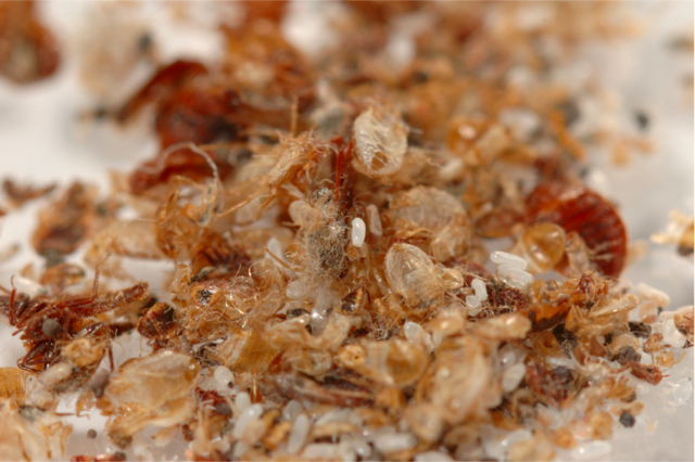 bed bug waste