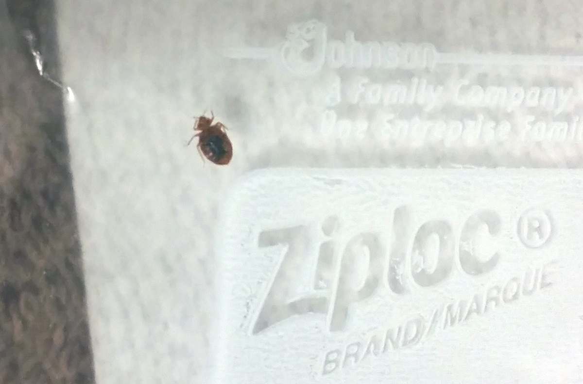 bed bug in a Ziploc baggie.