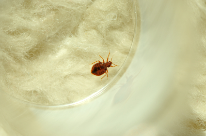 Is this a carpet beetle? Found on a blanket on my bed and over the last  week I've found three on my bed frame (all adults) I'm freaking out. My  newborn baby's