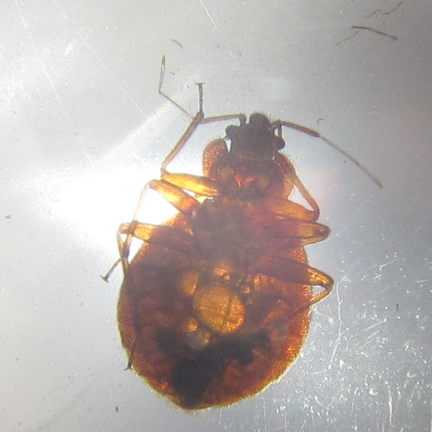 https://www.bedbugs.org/images/bedbug-with-hunger-bubbles.jpg