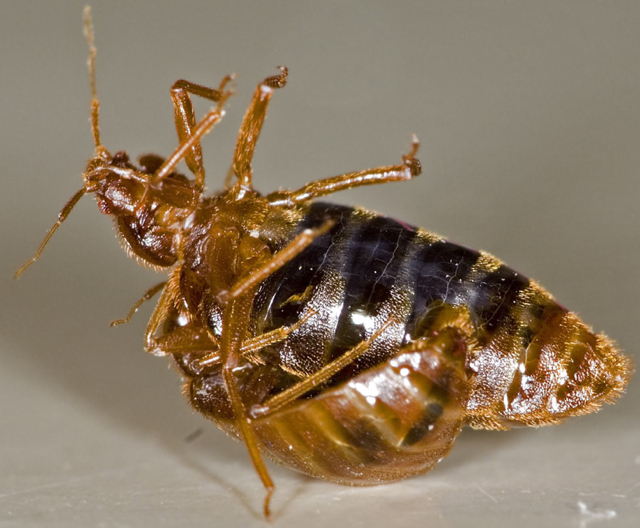 bed bugs mating.