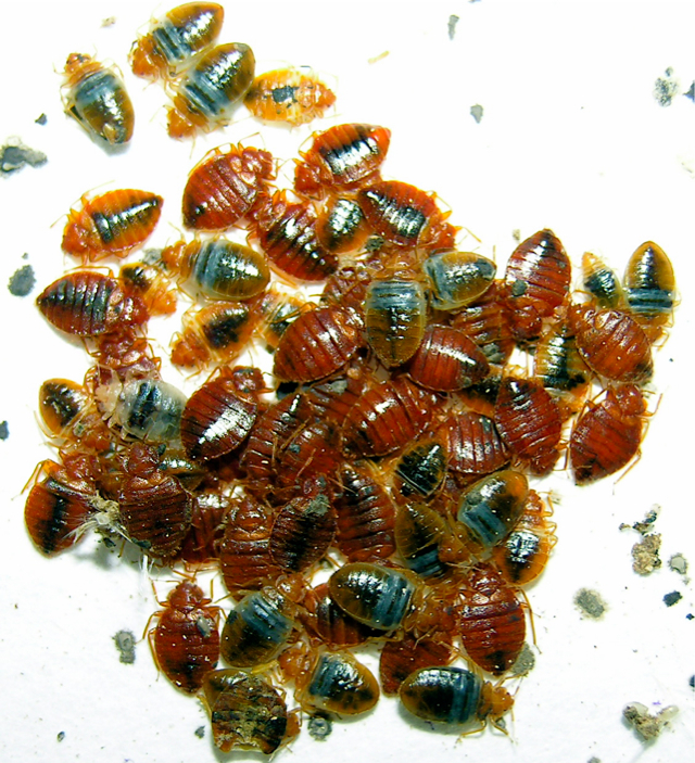 bed bug group