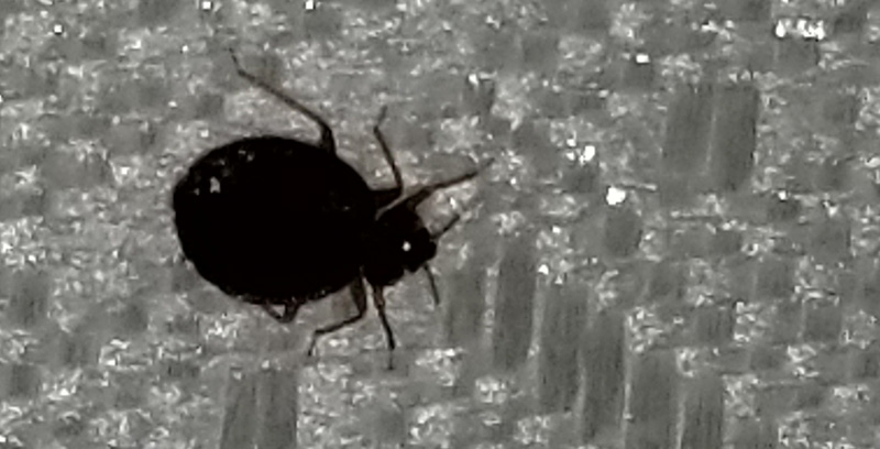 close up of bedbug on a mattress.