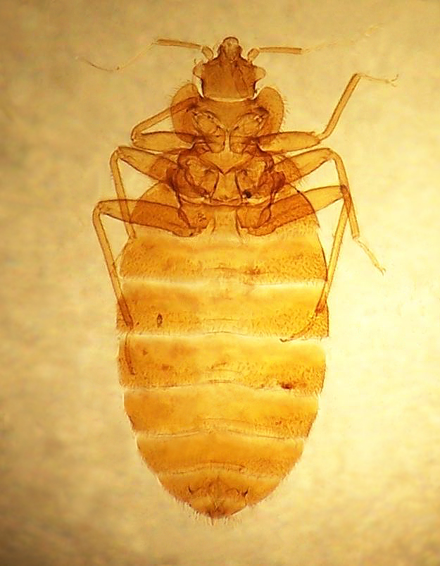 cimex lectularius slide.