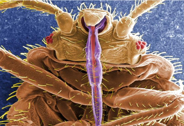 bed bug up close