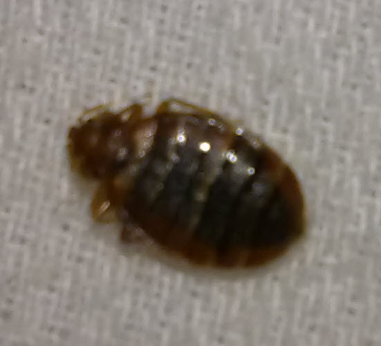 isolated bedbug.