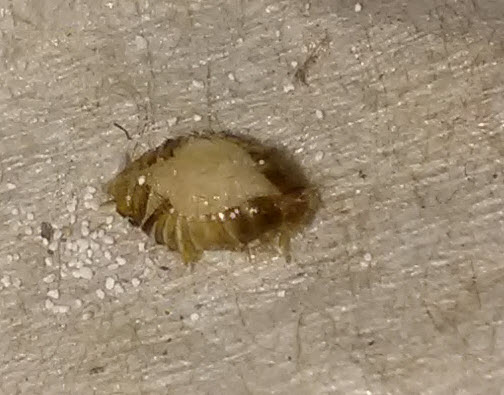 live bedbug shedding.