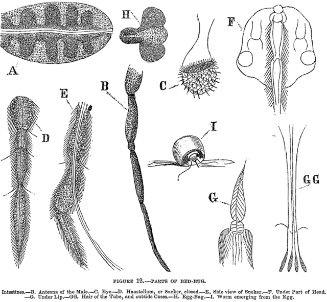 parts of a bed bug.