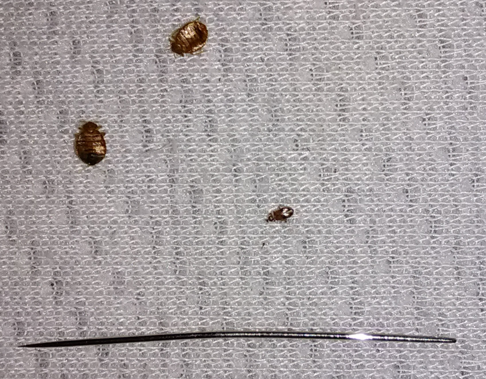 three bed bugs near a pin.